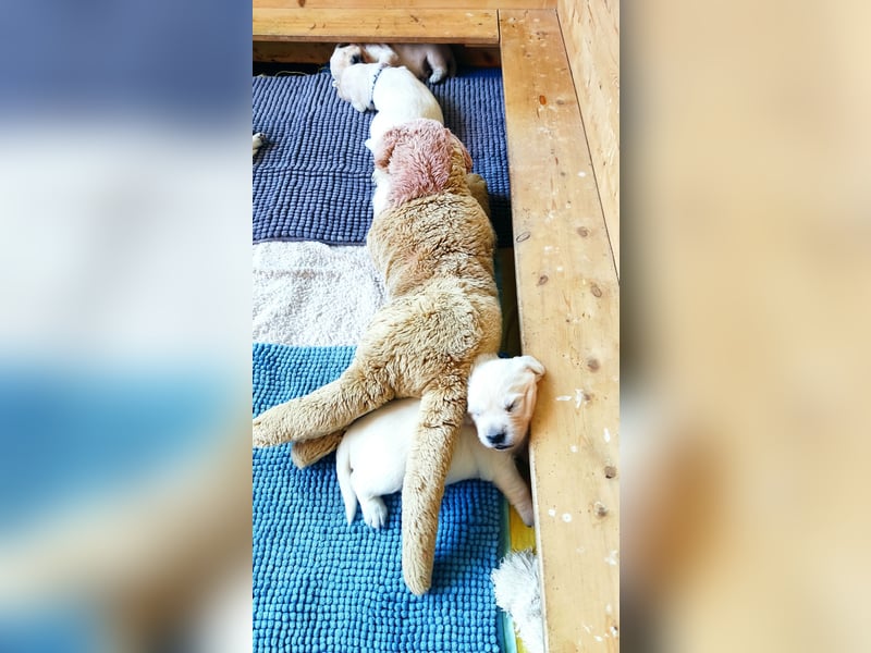 Golden Retriever Welpen