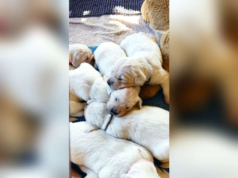 Golden Retriever Welpen