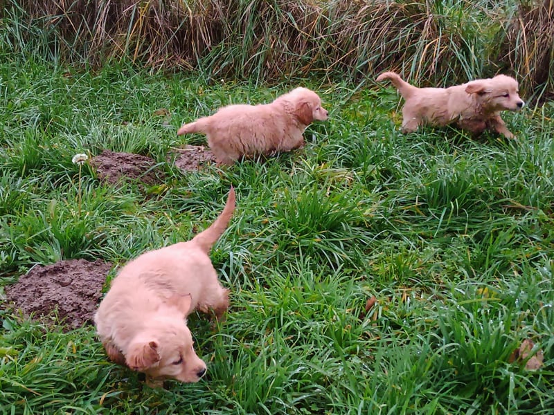 Golden Retriever Welpen Hündinnen in Creme Gold.