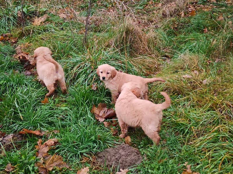 Golden Retriever Welpen Hündinnen in Creme Gold.