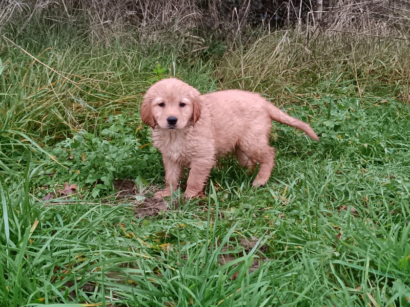 Golden Retriever Welpen Hündinnen in Creme Gold.