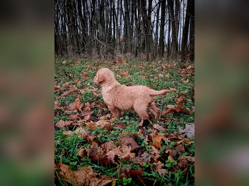 Golden Retriever Welpen Hündinnen in Creme Gold.