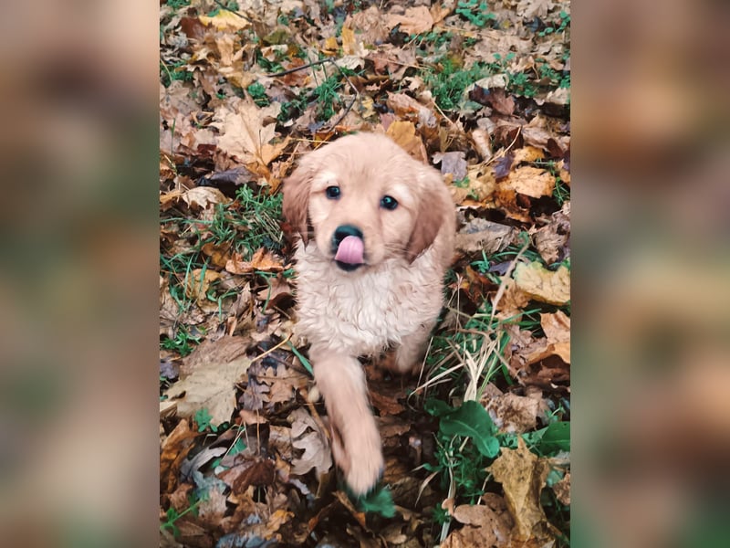 Golden Retriever Welpen Hündinnen in Creme Gold.