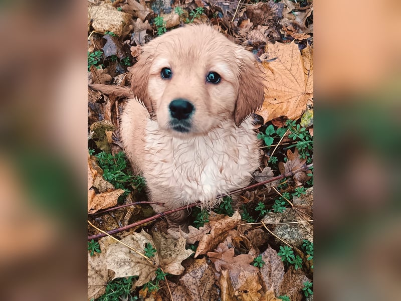 Golden Retriever Welpen Hündinnen in Creme Gold.