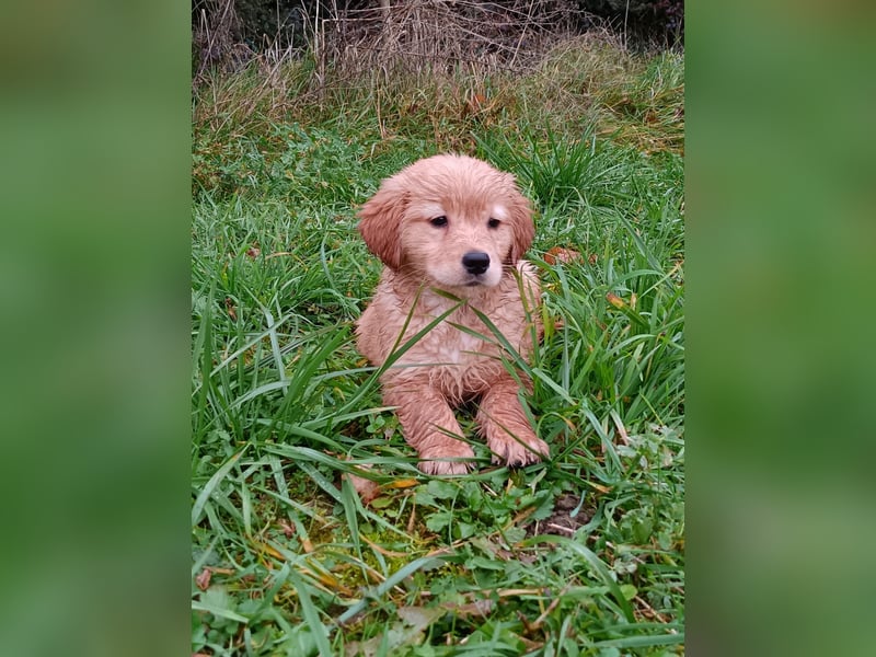 Golden Retriever Welpen Hündinnen in Creme Gold.