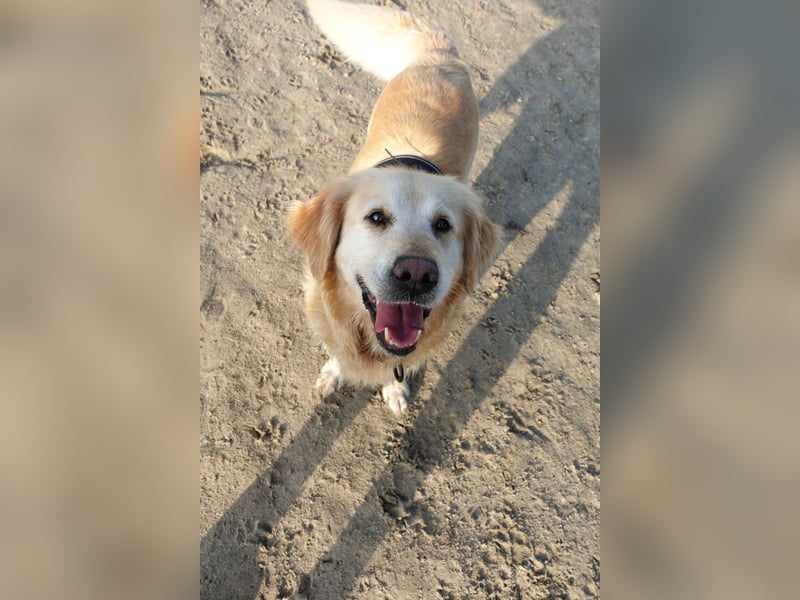 Wurfankündigung: Golden Retriever Welpen