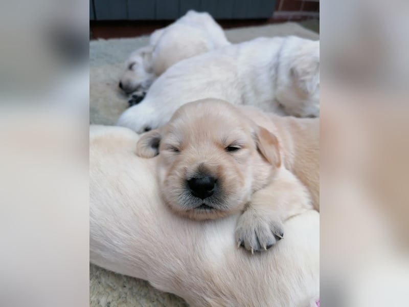 Wurfankündigung: Golden Retriever Welpen