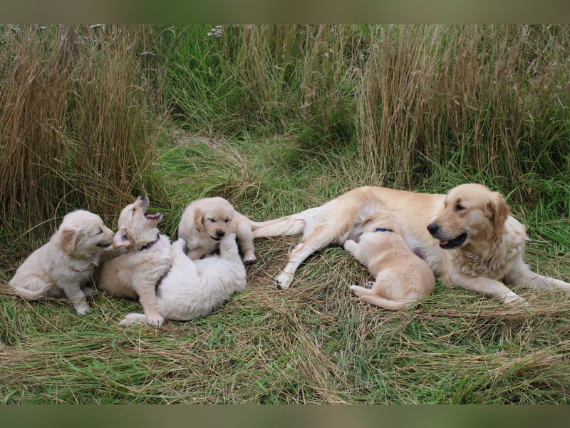 Wurfankündigung: Golden Retriever Welpen