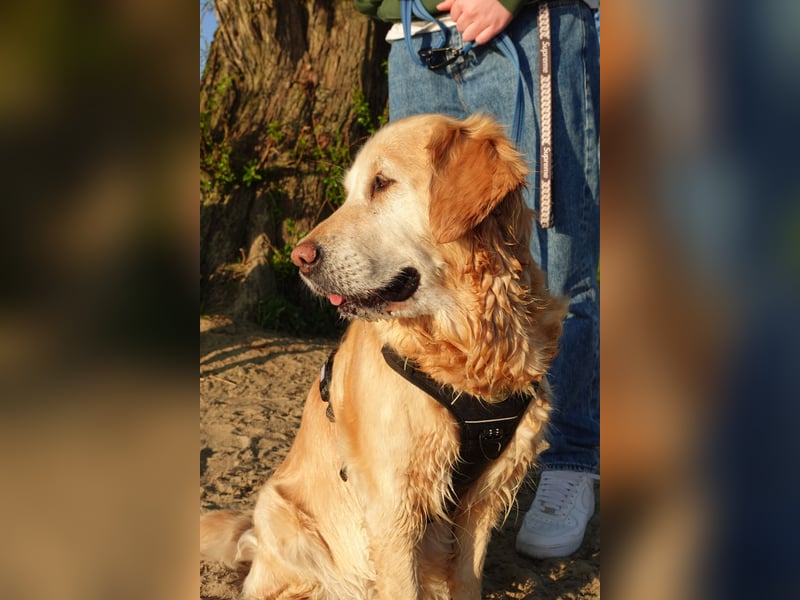 Wurfankündigung: Golden Retriever Welpen