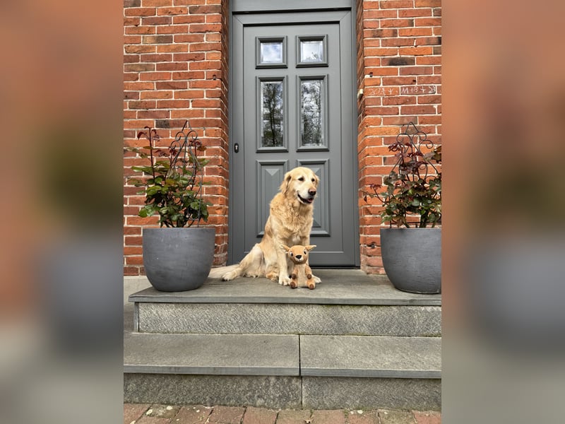 Wurfankündigung: Golden Retriever Welpen
