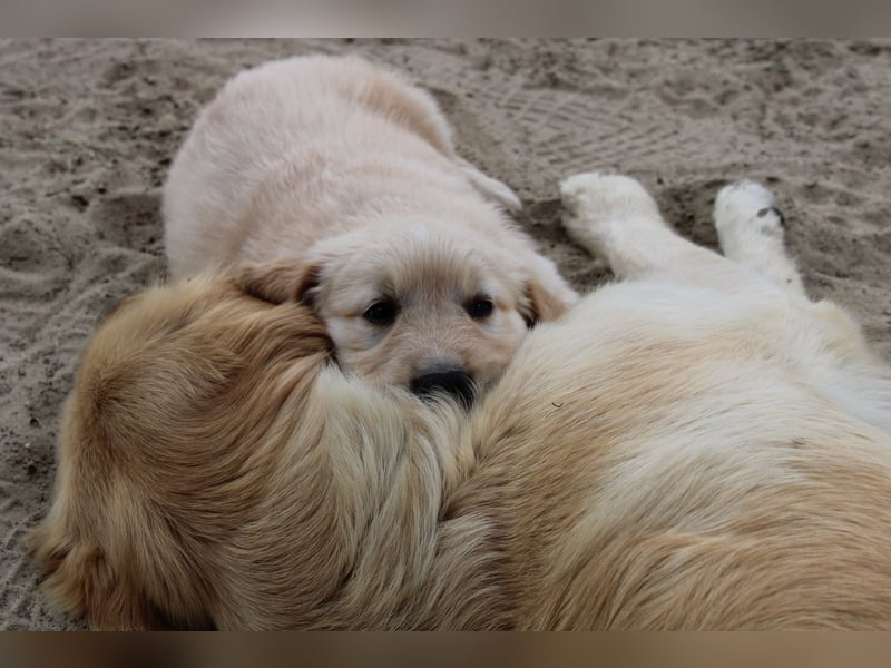 Wurfankündigung: Golden Retriever Welpen