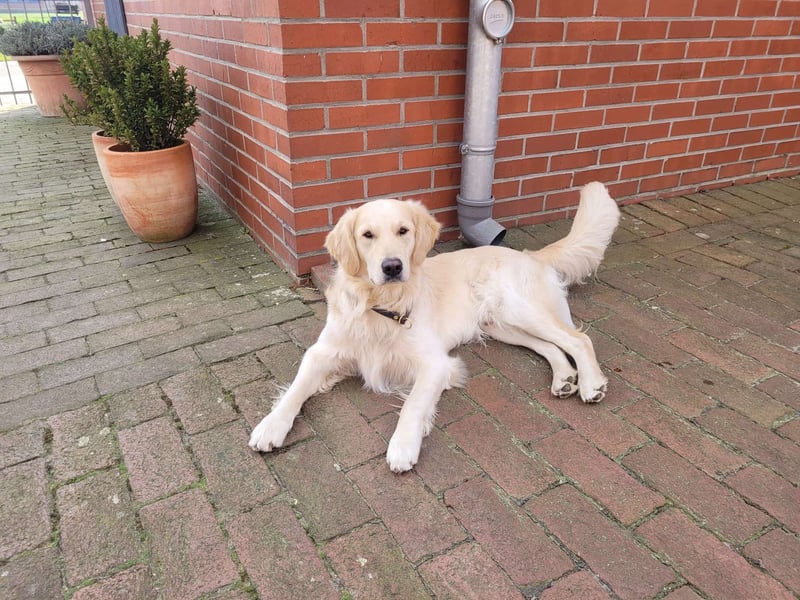 Wurfankündigung: Golden Retriever Welpen