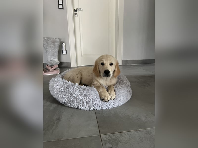 Wurfankündigung: Golden Retriever Welpen