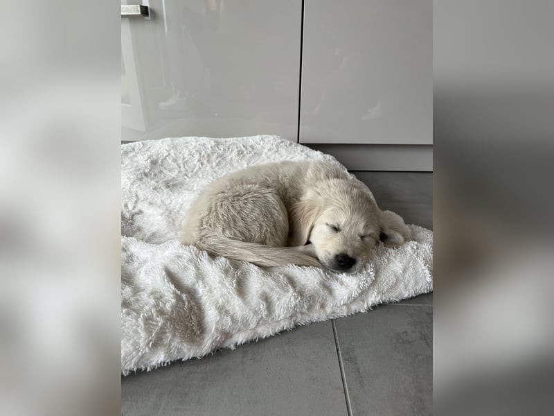 Wurfankündigung: Golden Retriever Welpen