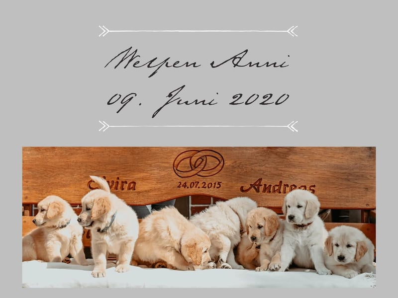 Wurfankündigung: Golden Retriever Welpen