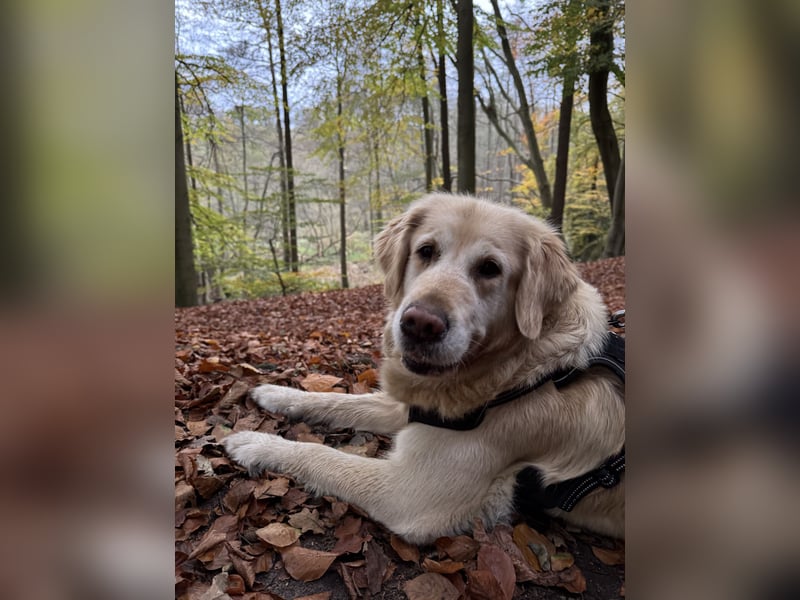 Wurfankündigung: Golden Retriever Welpen