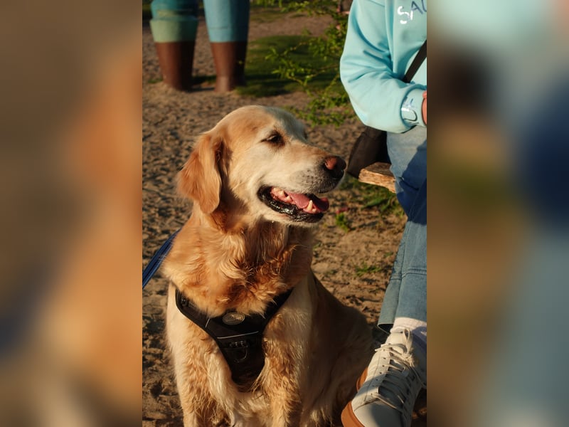Wurfankündigung: Golden Retriever Welpen
