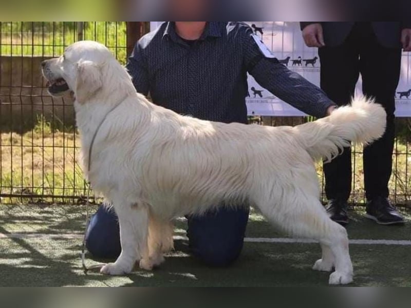 Golden Retriever Deckrüde