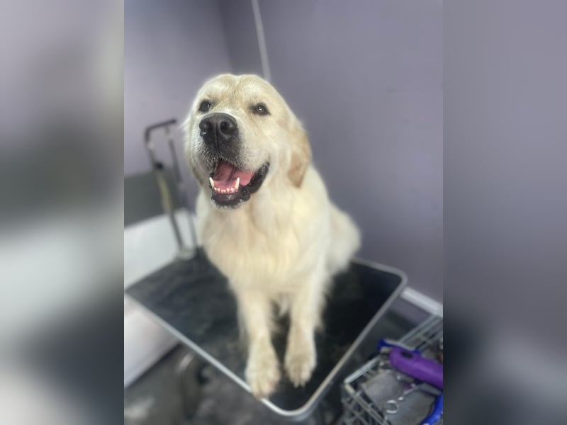 Golden Retriever Deckrüde