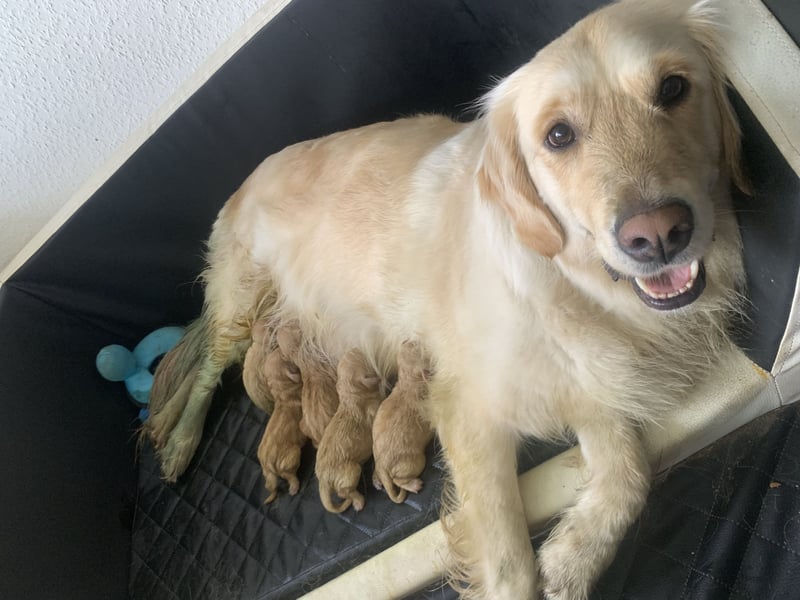 8 Goldstücke suchen Mitte Juli neues Rudel