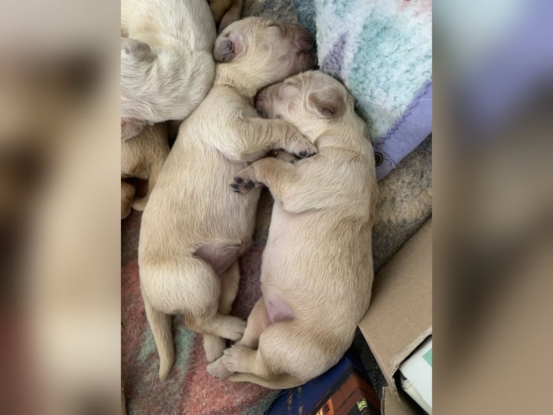 8 Goldstücke suchen Mitte Juli neues Rudel