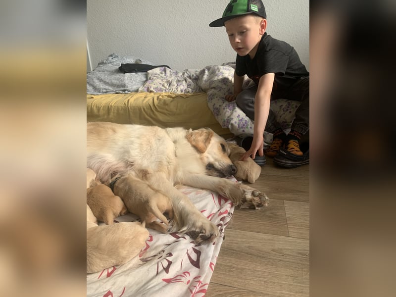 8 Goldstücke suchen Mitte Juli neues Rudel