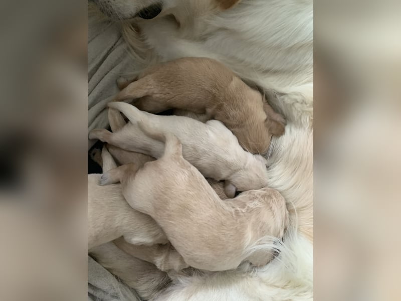 8 Goldstücke suchen Mitte Juli neues Rudel