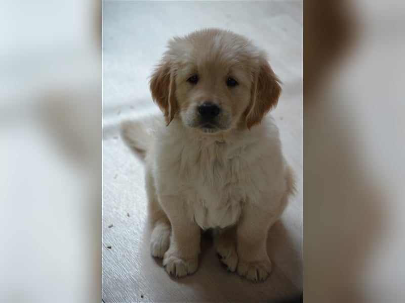 Golden Retriever Welpen aus Liebhaber Hobbyzucht