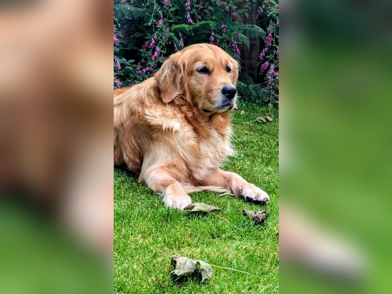 Golden Retriever Welpen aus Liebhaber Hobbyzucht
