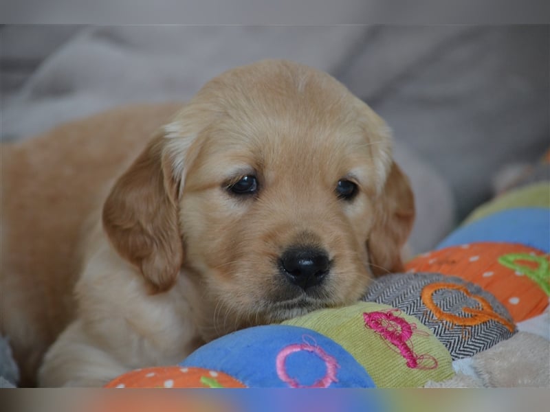 Golden Retriever Welpen aus Liebhaber Hobbyzucht