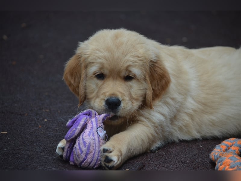 Golden Retriever Welpen aus Liebhaber Hobbyzucht