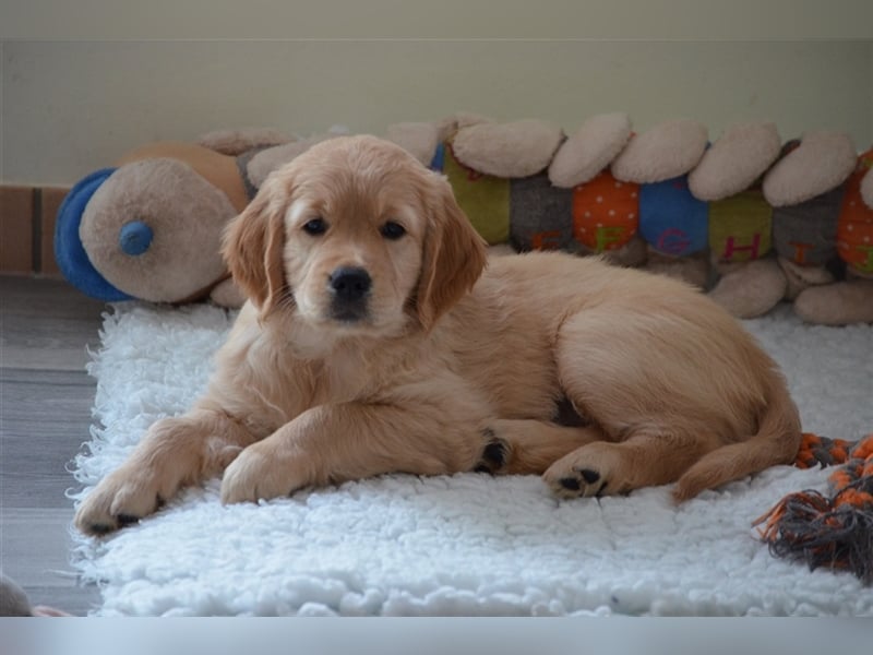 Golden Retriever Welpen aus Liebhaber Hobbyzucht