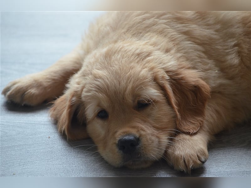 Golden Retriever Welpen aus Liebhaber Hobbyzucht