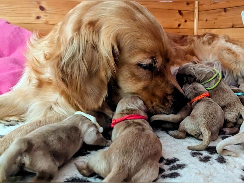 Golden Retriever Welpen aus Liebhaber Hobbyzucht