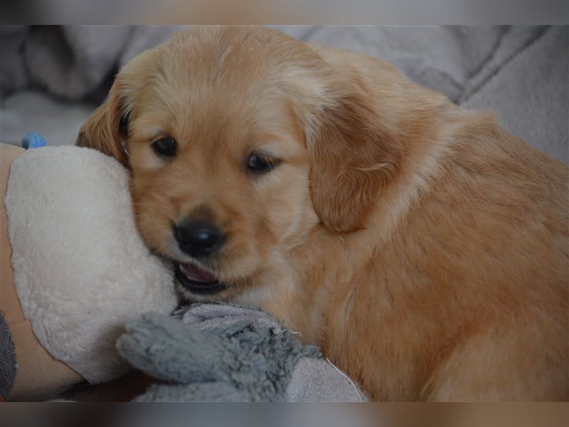 Golden Retriever Welpen aus Liebhaber Hobbyzucht