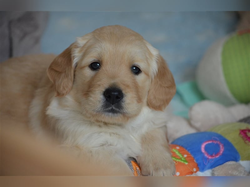 Golden Retriever Welpen aus Liebhaber Hobbyzucht
