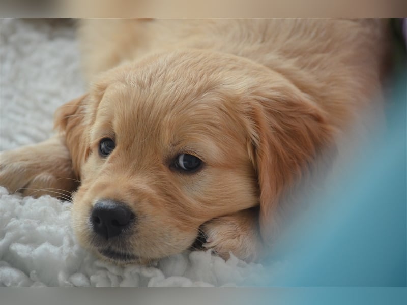 Golden Retriever Welpen aus Liebhaber Hobbyzucht