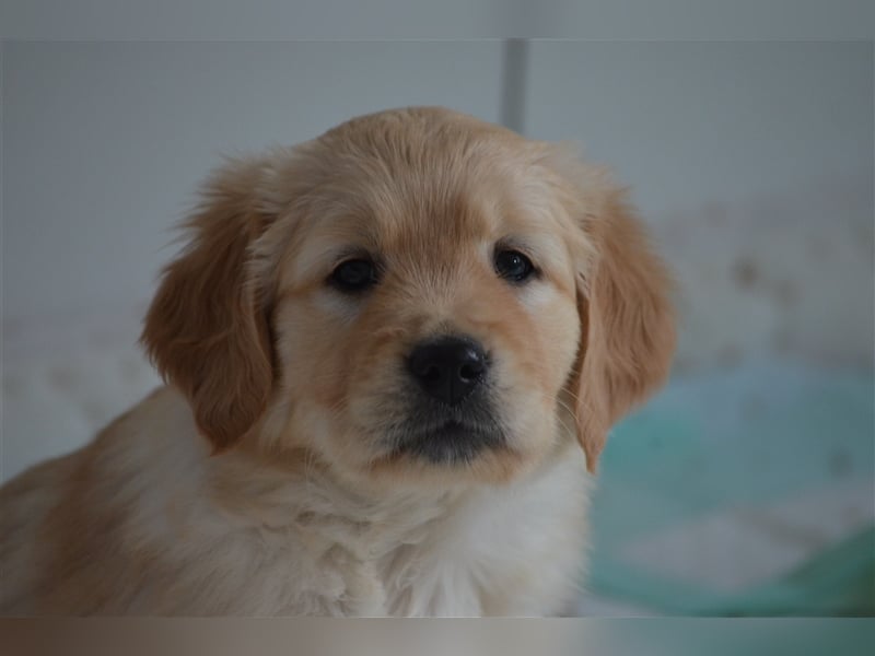 Golden Retriever Welpen aus Liebhaber Hobbyzucht