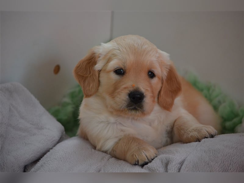 Golden Retriever Welpen aus Liebhaber Hobbyzucht