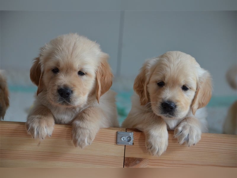 Golden Retriever Welpen aus Liebhaber Hobbyzucht