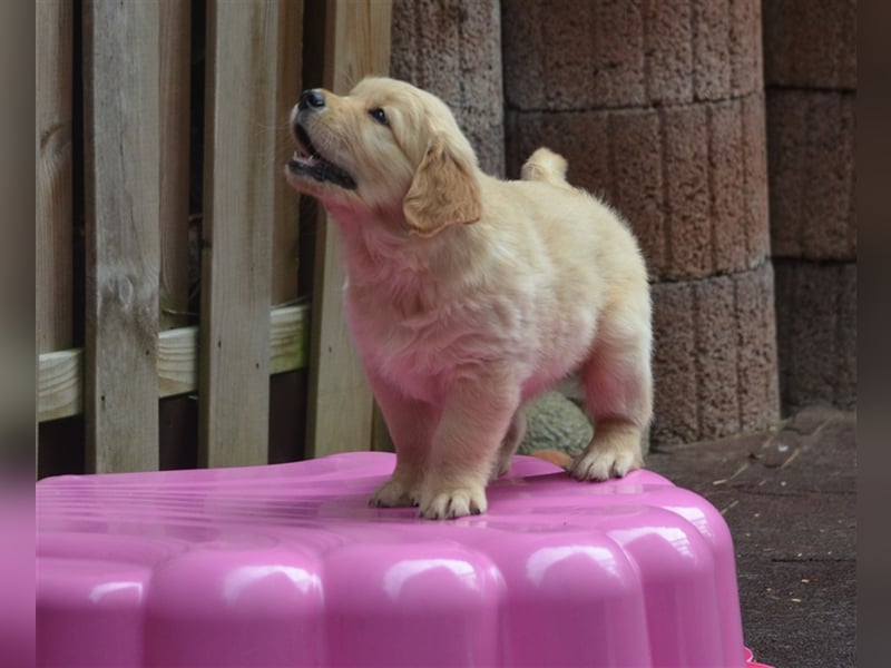 Golden Retriever Welpen aus Liebhaber Hobbyzucht