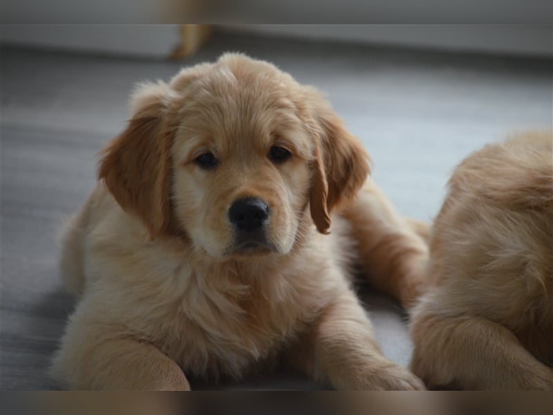 Golden Retriever Welpen aus Liebhaber Hobbyzucht
