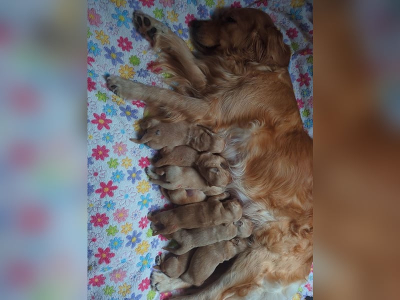 Golden Retriever Welpen aus Liebhaber Hobbyzucht