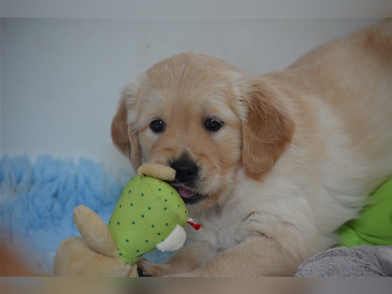 Golden Retriever Welpen aus Liebhaber Hobbyzucht