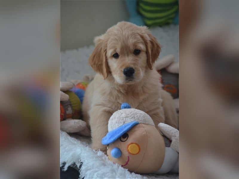 Golden Retriever Welpen aus Liebhaber Hobbyzucht