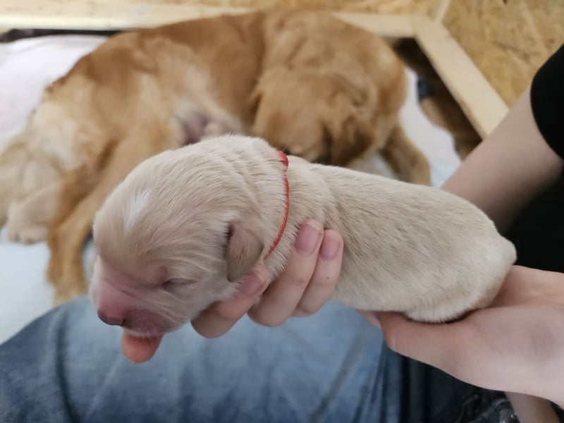 Golden Retriever Welpen