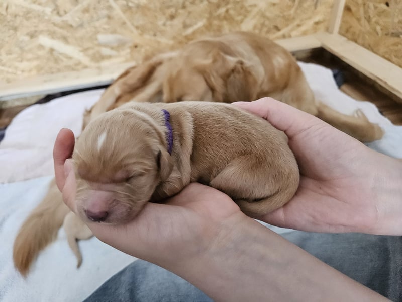 Golden Retriever Welpen
