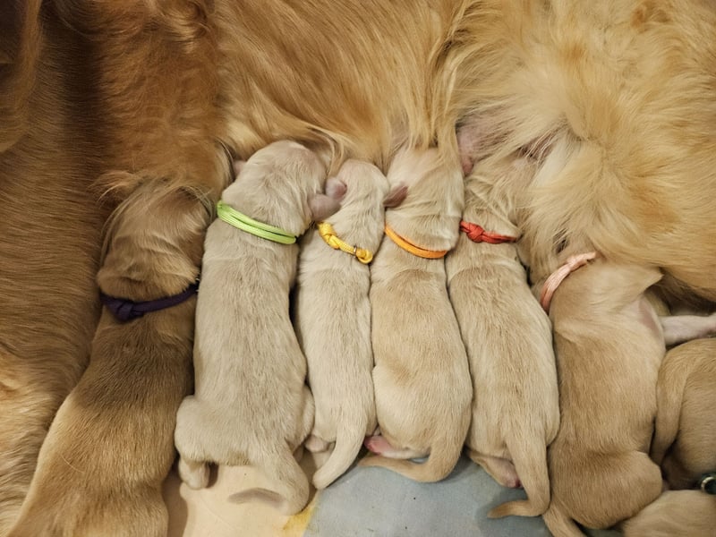 Golden Retriever Welpen
