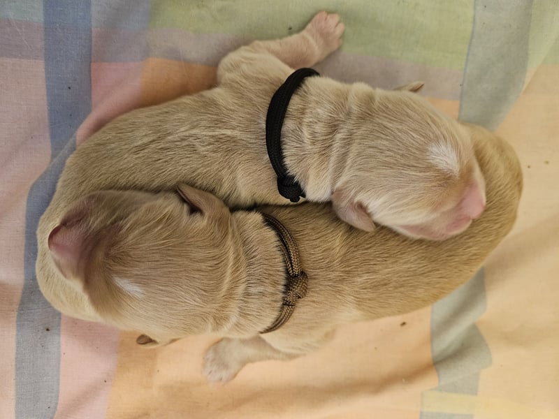 Golden Retriever Welpen