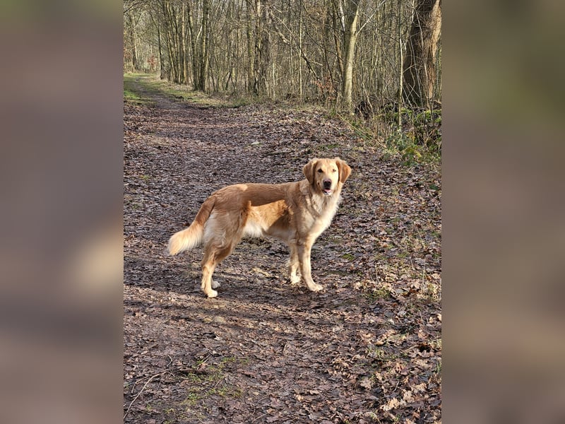 Golden Retriever Welpen